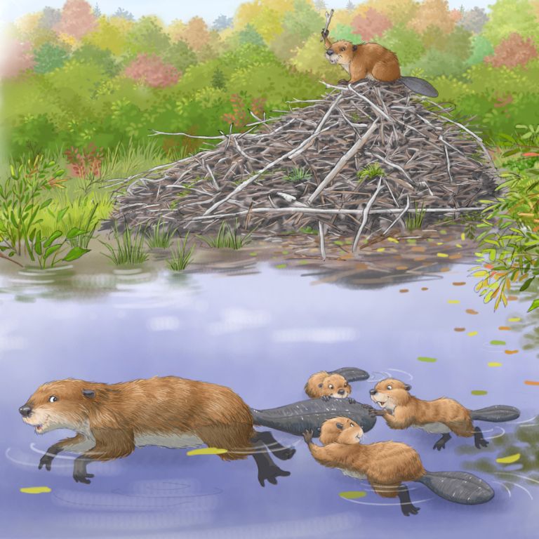  - nathalie gavet - illustrateurs-jeunesse