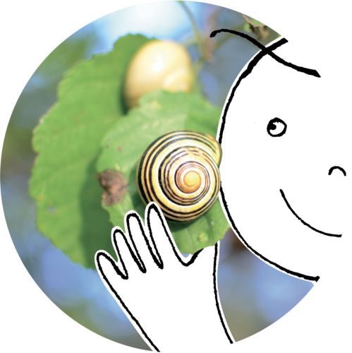 anne letuffe - illustrateurs-jeunesse